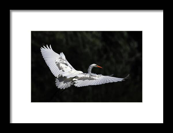 Great Egret Framed Print featuring the photograph A Great Egret in Flight by Shixing Wen
