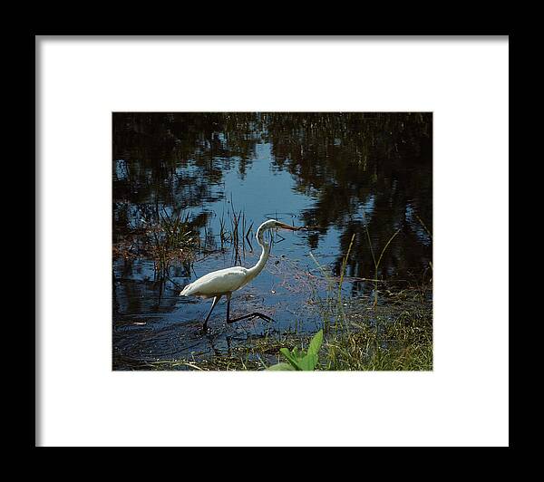 Georgia Framed Print featuring the photograph A Great Egret Wades in the Okefenokee Swamp by John Simmons