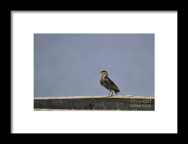 Green Heron Framed Print featuring the photograph A Green Heron by Amazing Action Photo Video