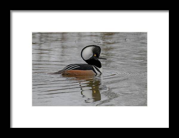 Hooded Merganser Framed Print featuring the photograph A Hoodie by Jerry Cahill