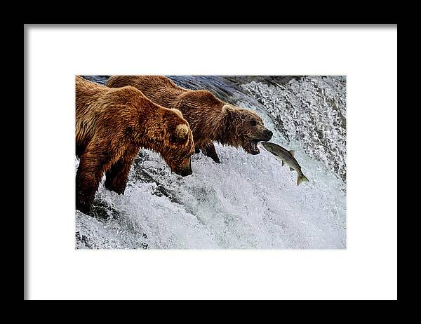 Oncorhynchus Gorbuscha Framed Print featuring the photograph A Leap of Death - Pink Salmon and Alaska Brown Bear by Amazing Action Photo Video
