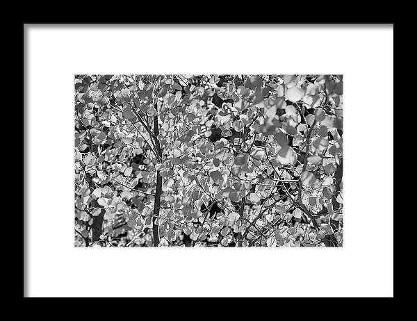 Nature Framed Print featuring the photograph A Lens Full of Aspens in Black and White by Steve Templeton