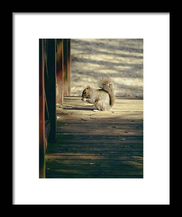 Squirrel Framed Print featuring the photograph A Little Squirrel on a Bridge by Rachel Morrison