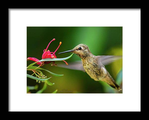 Wildlife Framed Print featuring the photograph A Little Tickle by Brian Tada