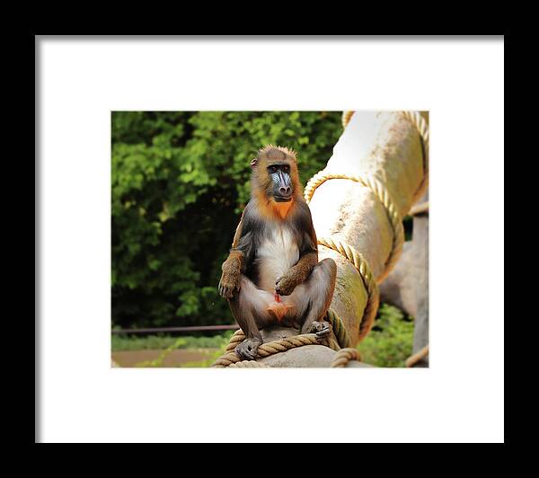 Mandrill Framed Print featuring the photograph Mandrillus sphinx sitting on the trunk by Vaclav Sonnek