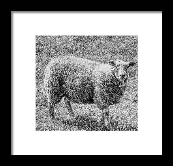 Monochrome Framed Print featuring the photograph A monochrome sheep by Pics By Tony