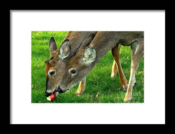Deer Framed Print featuring the photograph A Mother's Love by Tami Quigley