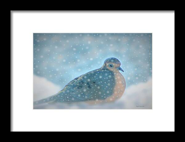 Dove Framed Print featuring the painting A Nest of Snow by Angela Davies