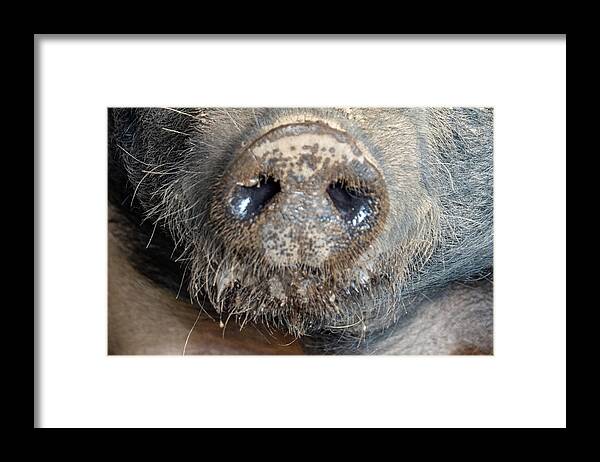 Pig Framed Print featuring the photograph A Nose Only a Mother Could Love by Leslie Struxness