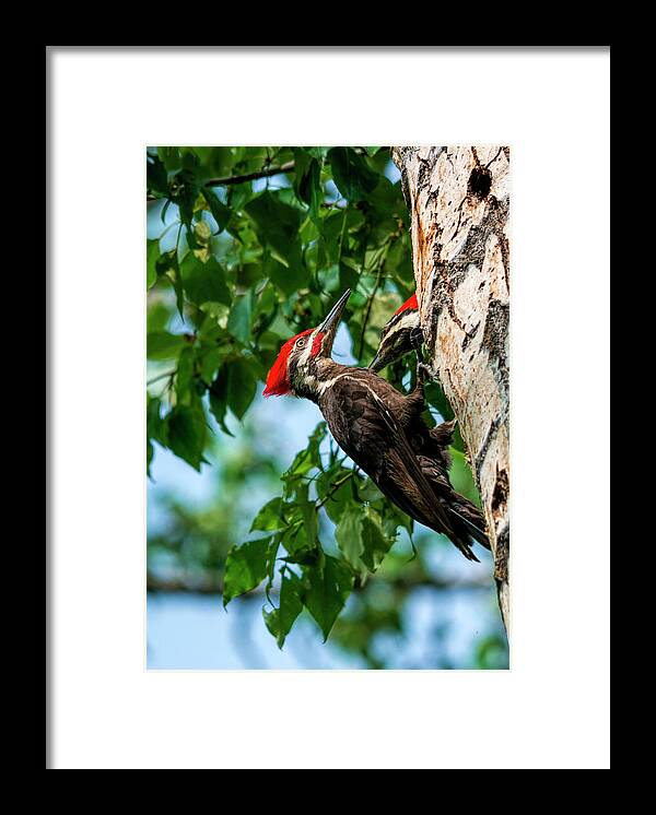 Woodpecker Framed Print featuring the photograph A Pair Of Pileated by Pamela Dunn-Parrish