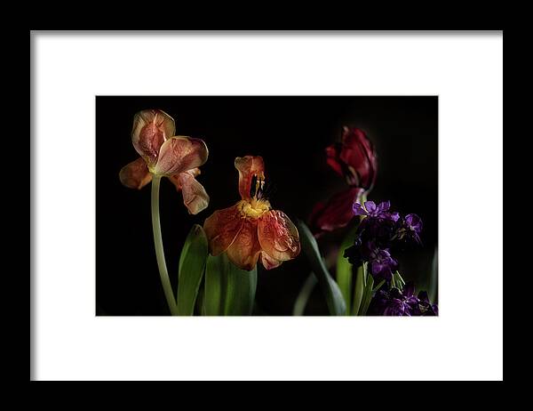 Tulips Flowers Floral Botany Botanical Still Life Vase Abundant Accent Aromatic Arranged Artful Artistic Beautiful Blooming Blossoming Budding Colorful Jewel-toned Luxurious Framed Print featuring the photograph A Passing Fancy by William Fields