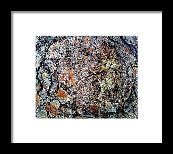 Tree Framed Print featuring the photograph A Pattern of Barking by Andrew Lawrence