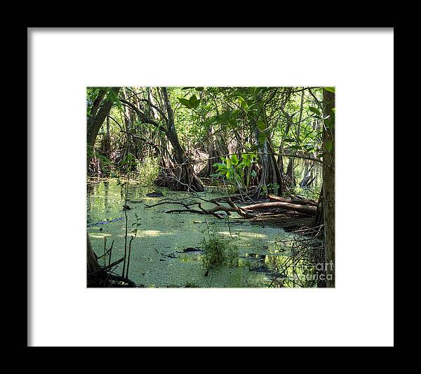 Pond Framed Print featuring the photograph A Pond at Corkscrew Swamp by L Bosco