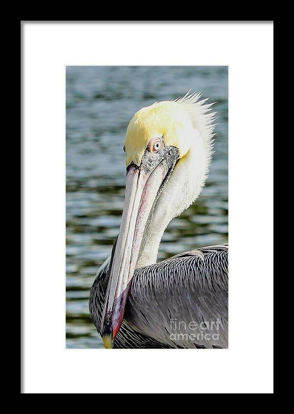 Pelican Framed Print featuring the photograph A Pretty Face by Joanne Carey