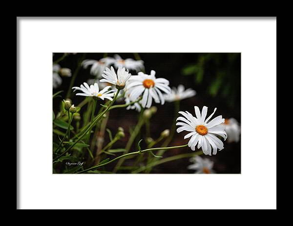 Photograph Framed Print featuring the photograph A Profusion of Daisies by Suzanne Gaff