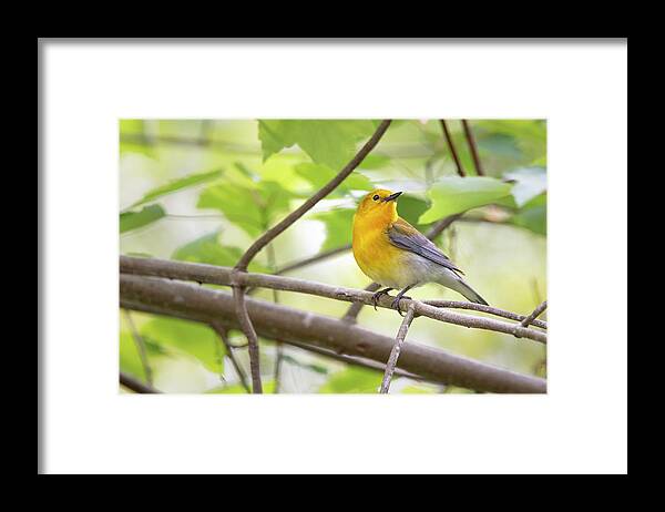 Prothonotary Warbler Framed Print featuring the photograph A Prothonotary Warbler is Perched in the Croatan National Forest by Bob Decker