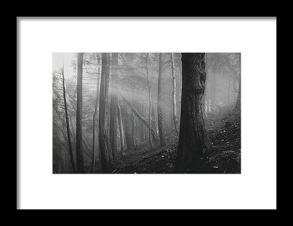 Forest Framed Print featuring the photograph A ray of light by Gavin Lewis