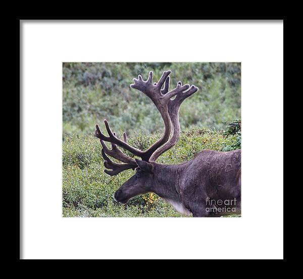 Reindeer Framed Print featuring the photograph A Reindeer in Denali National Park. by L Bosco