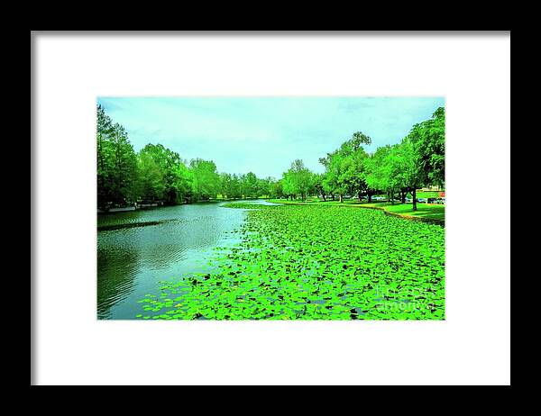 Landscape Framed Print featuring the photograph A River of Lillies by Diana Mary Sharpton