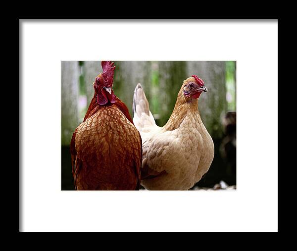 Nankin Bantams Framed Print featuring the photograph A Rooster and Hen by Rachel Morrison