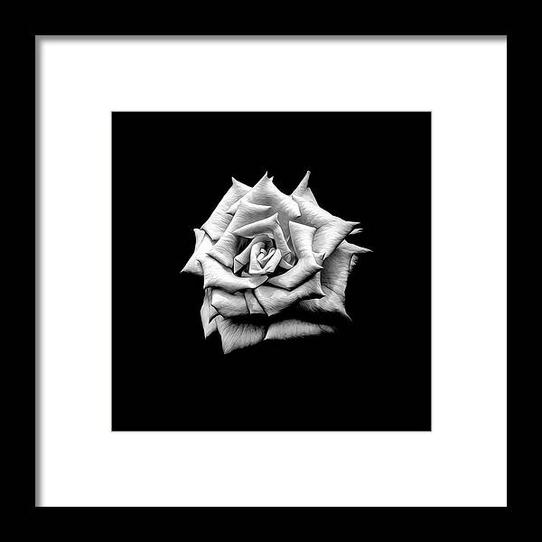 Rose Framed Print featuring the photograph A Rose Alone by Bill and Linda Tiepelman
