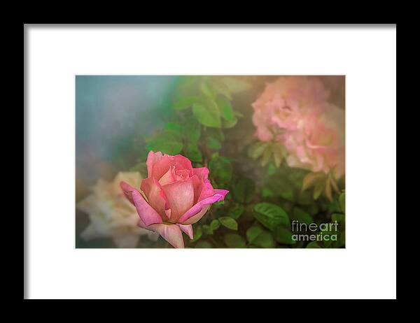 Rose Framed Print featuring the photograph A Rose for Mother by Shelia Hunt
