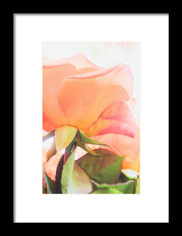 Rosa Hybrida Framed Print featuring the photograph A Rose Made of Light by W Craig Photography