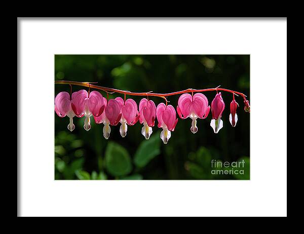 Keuka Lake Framed Print featuring the photograph A Row of Backlit Bleeding Hearts by Bob Phillips
