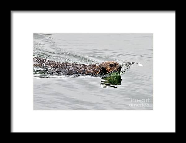 Sea Otter Framed Print featuring the photograph A Sea Otter swimming in Backwater by Amazing Action Photo Video