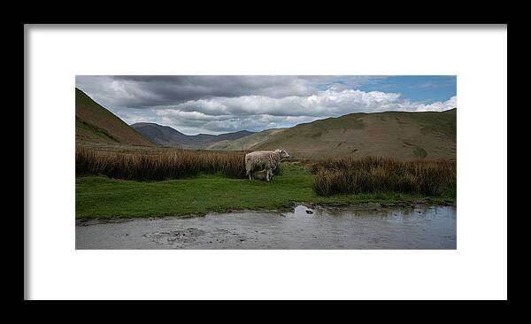 Sheep Framed Print featuring the photograph A sheep with her offspring at the side of the road in the mountains near Buttermere, England by Anges Van der Logt