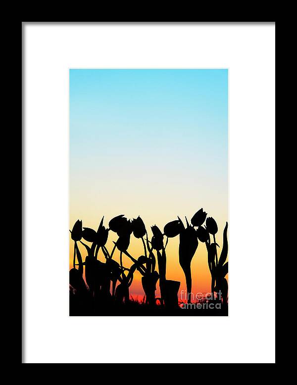 Tulips Framed Print featuring the photograph A Silhouette of Tulips by Tim Gainey