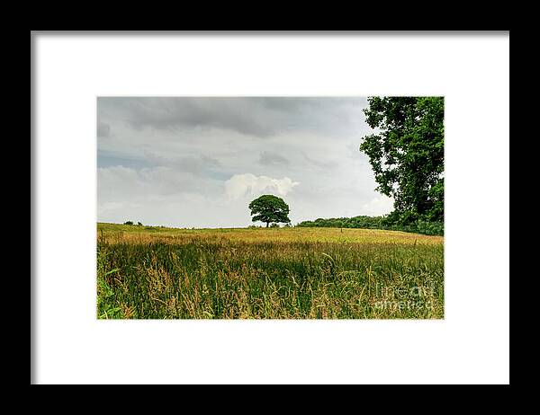 Digital Art Framed Print featuring the photograph A single lone tree on a hill in the Hopwood Woods Nature Reserve 2021. by Pics By Tony