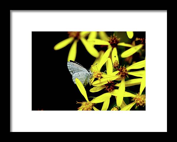 Celastrina Argiolus Framed Print featuring the photograph Butterfly Holly blue on yellow flower by Vaclav Sonnek