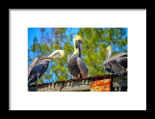 Pelicans Framed Print featuring the photograph A Social by Alison Belsan Horton