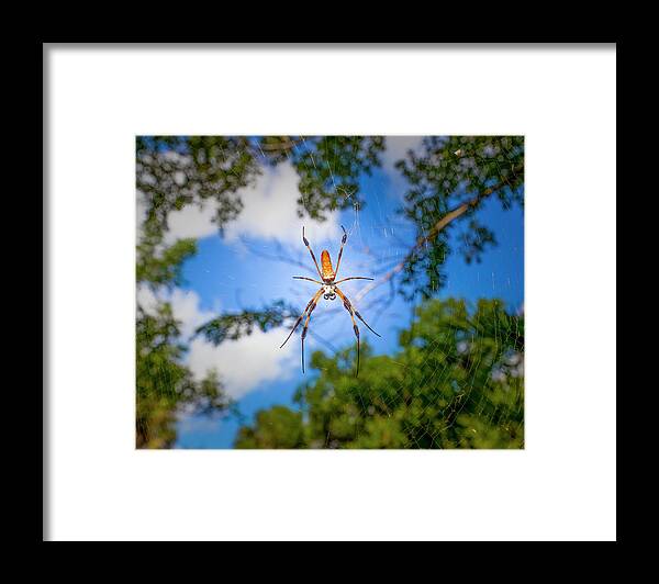 Spider Framed Print featuring the photograph A Spider in the Jungle by Mark Andrew Thomas