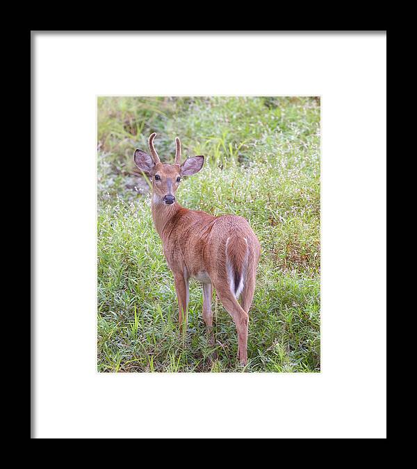 Whitetail Deer Framed Print featuring the photograph A Spike Horn Buck in Velvet by Susan Rissi Tregoning