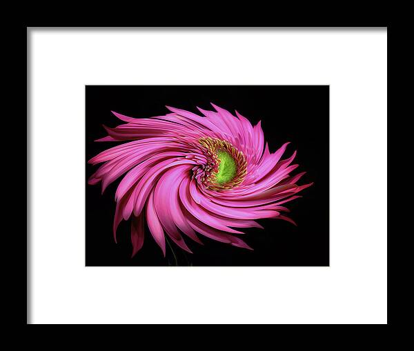 Pink Framed Print featuring the photograph A Splash Of Gerbera Pink by Bill and Linda Tiepelman