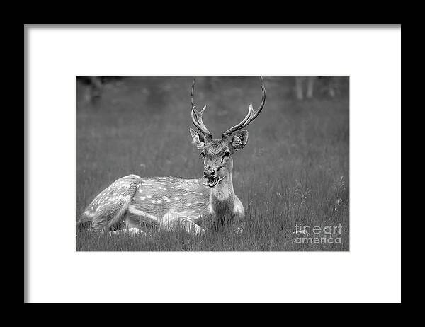 Spotted Deer Framed Print featuring the digital art A spotted deer at rest by Pravine Chester
