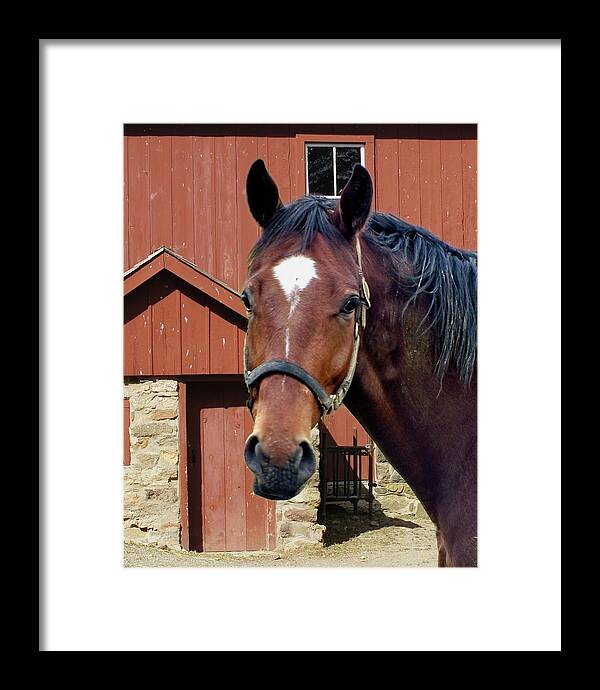 Horse Framed Print featuring the photograph A Star Horse by M Three Photos