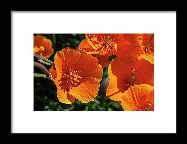 Poppy Framed Print featuring the photograph A Touch of Orange by Ryan Huebel