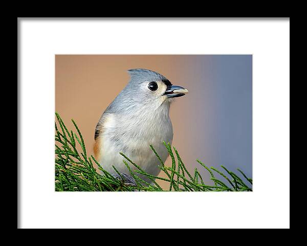 Tufted Titmouse Framed Print featuring the photograph A Tufted Titmouse in Profile by Sylvia Goldkranz