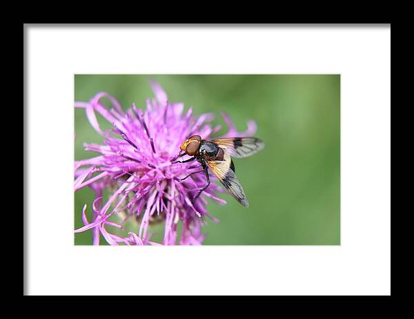 Volucella Pellucens Framed Print featuring the photograph A Volucella pellucens pollinating red clover by Vaclav Sonnek