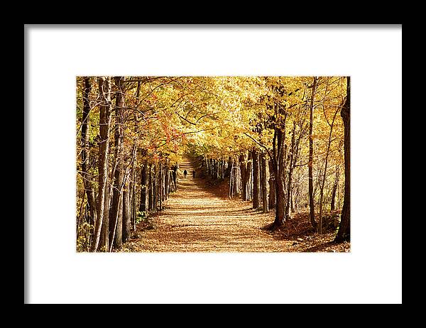 A Walk In The Golden Wood Framed Print featuring the photograph A Walk in the Golden Wood by Jeff Folger