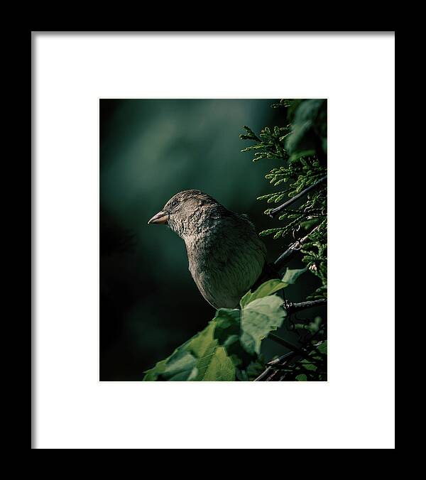 Sparrow Framed Print featuring the photograph A Watchful Eye by Rich Kovach