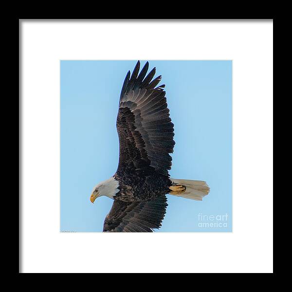 Eagle Framed Print featuring the photograph A Wing of Life and Strength by David Taylor