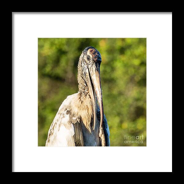 Wood Stork Framed Print featuring the photograph A Young Wood Stork at Eagle Lake Park Florida by L Bosco