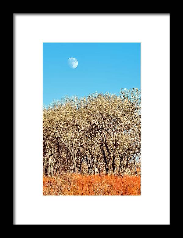 New Mexico Framed Print featuring the photograph Abiquiu Forest by Dan McGeorge