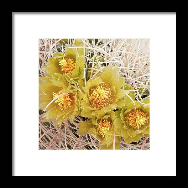 Flower Framed Print featuring the photograph Above It All - Flowering Barrel Cactus by Rebecca Herranen