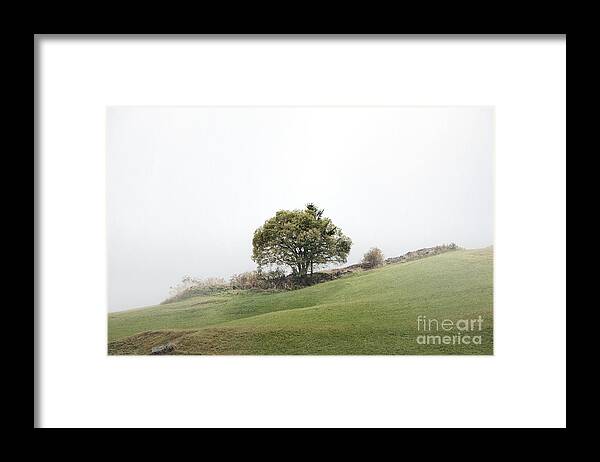 Tree Framed Print featuring the photograph Above the fog by Thomas Nay