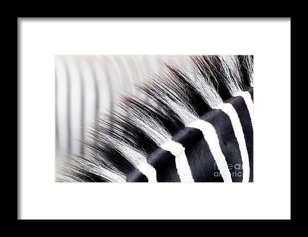 Hair Framed Print featuring the photograph Abstract closeup showing the black and white striped mane of a z by Jane Rix